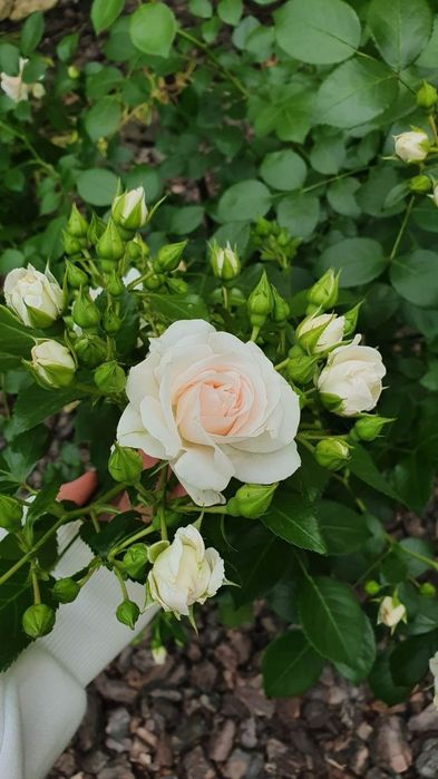 Саджанці Троянда Аспірін (Aspirin Rose)