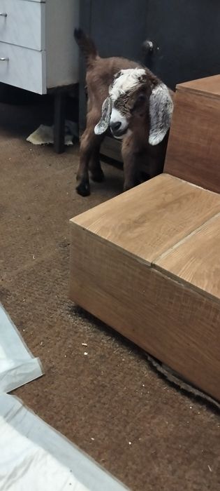 Англонубійські кізочки.