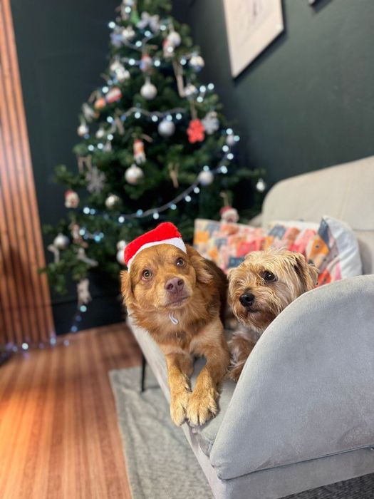 Passeios com animais de estimação