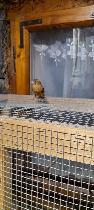 sprzedam młode kanarki