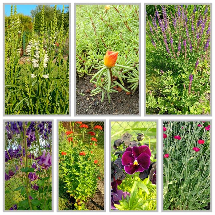 Rośliny kwiatowe/nasiona