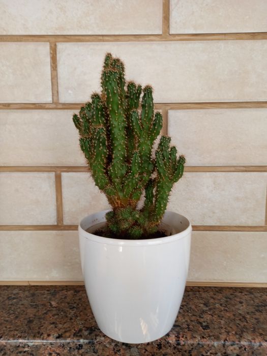 Кактуси- кімнатні рослини.