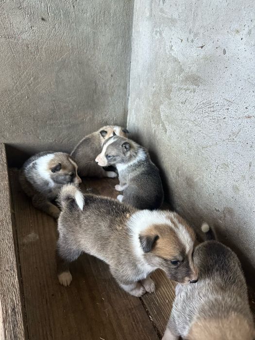 Західно Сибірська лайка