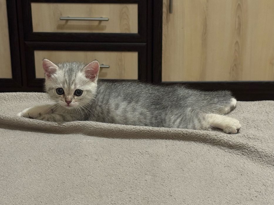 Котята висловухі
