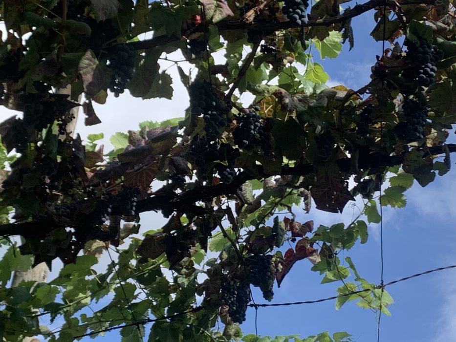 Uvas vinhao para fazer vinho
