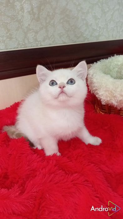 З блакитними очима. Шотландський прямовухий хлопчик