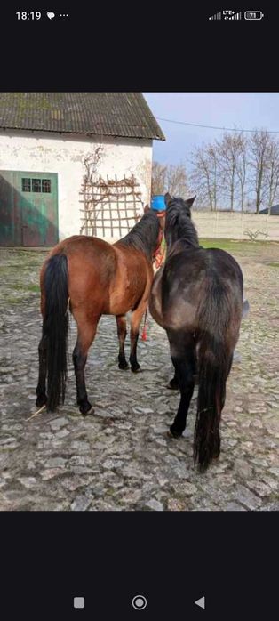 Sprzedam dwie klacze huculskie