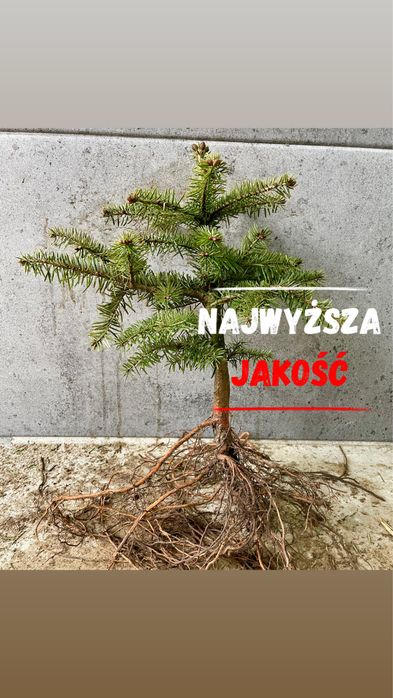 Sadzonki Jodła Kaukaska 2/2– najlepsze na rynku! (35-55 cm) detal/hurt