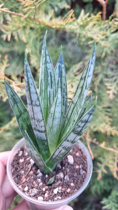 Sansevieria \