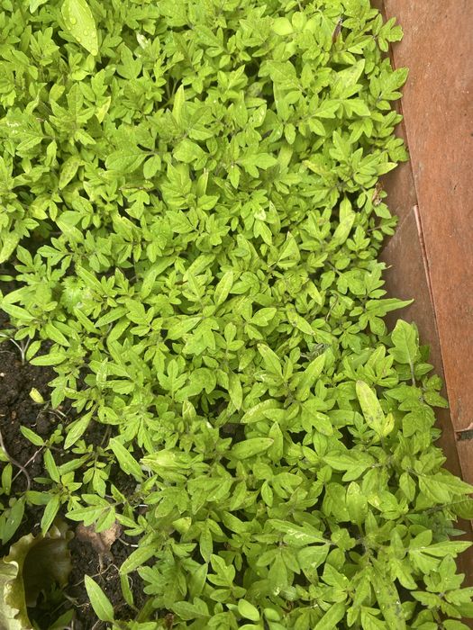 Tomate cherry para plantar