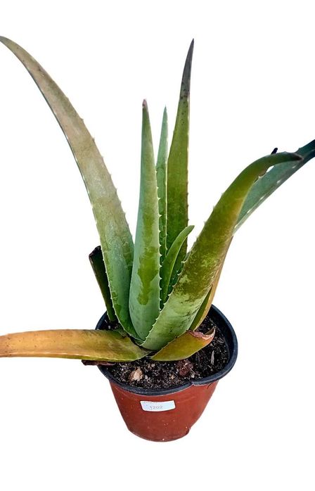 Aloe Vera Barbadensis