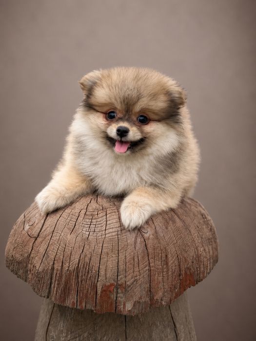 Szpic Miniaturowy Pomeranian