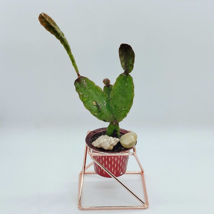 Cactus e suculentas_ lembranças, casamentos, dia da mãe