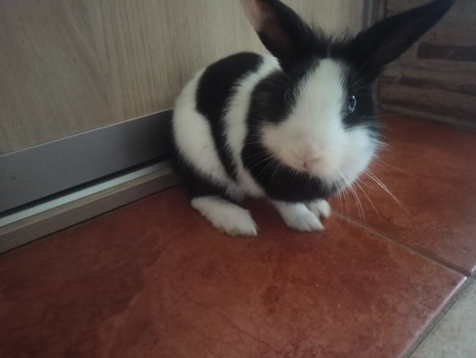 Króliczek miniaturka