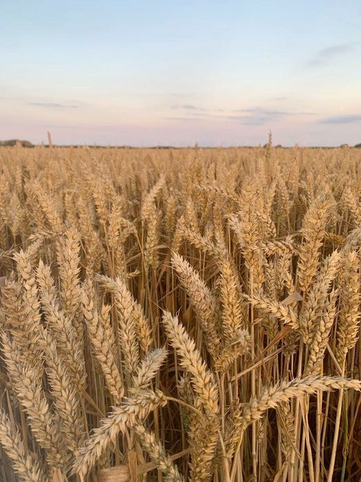 Продам пай у Черкаській області