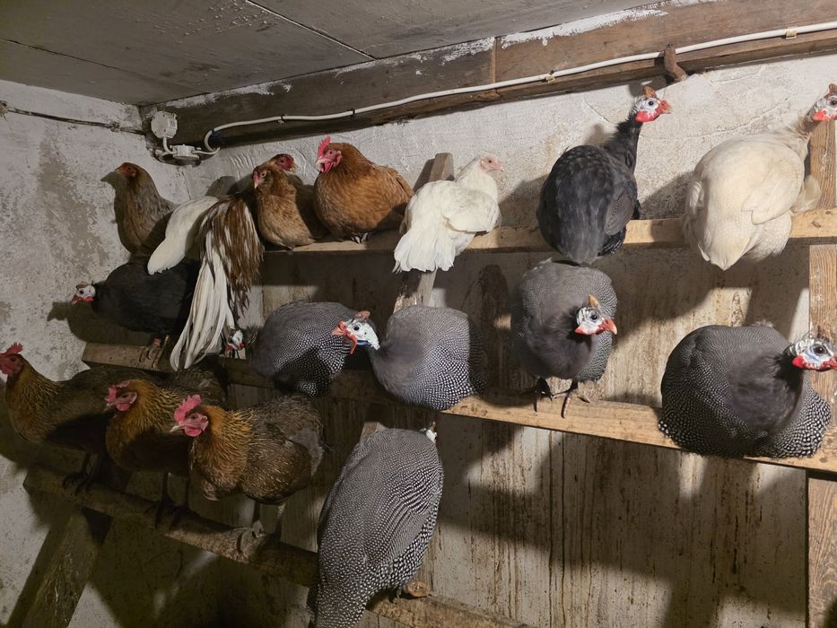 Sprzedam samce perlików