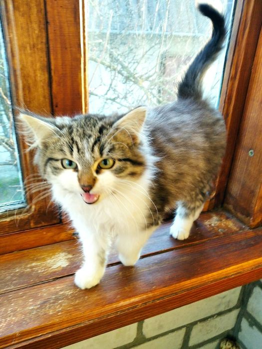 Віддам кошеня в добрі руки хлопчик 2 міс.