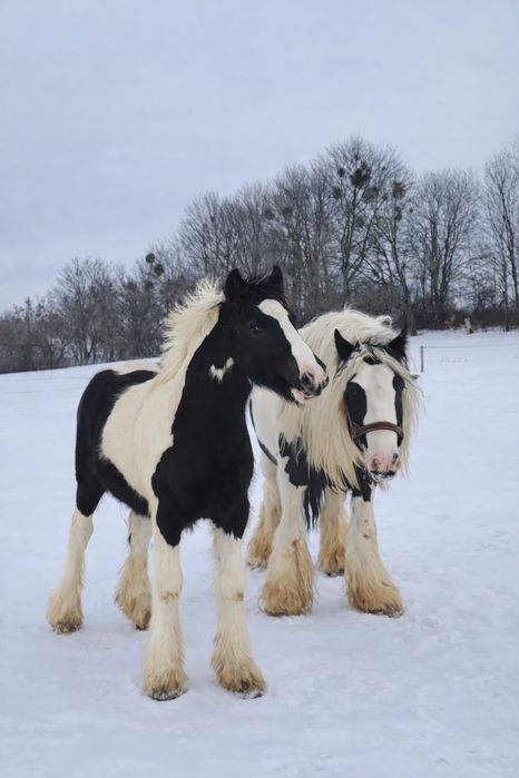 Ogierek Tinker  Na Sprzedaż
