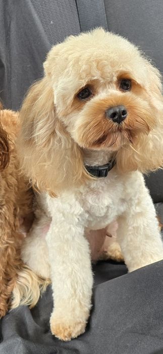 Cavapoo/ dziewczynka