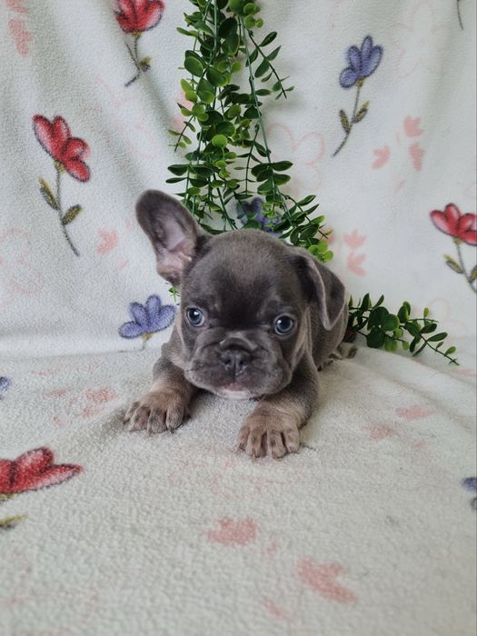 Excelente  blue tan Bulldog/Bouledogue Frances de Qualidade