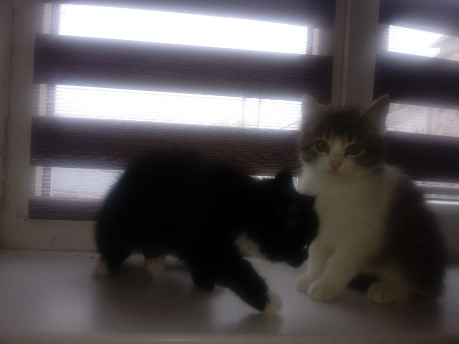 Домашні милі кішечки