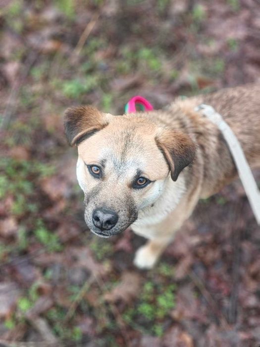 Pies do adopcji – Joker, młody psiak bardzo potrzebuje domu