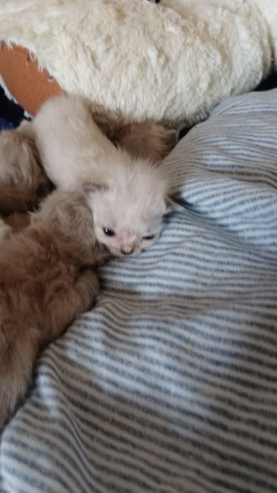 Невська маскарадна кошенята бронь