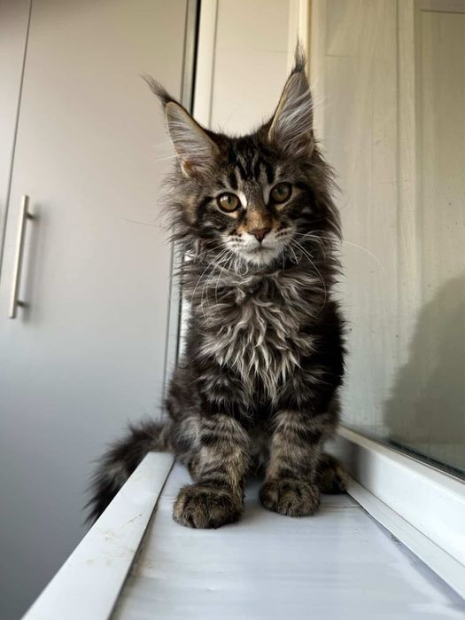 Хлопчик мейнкун мармуровий