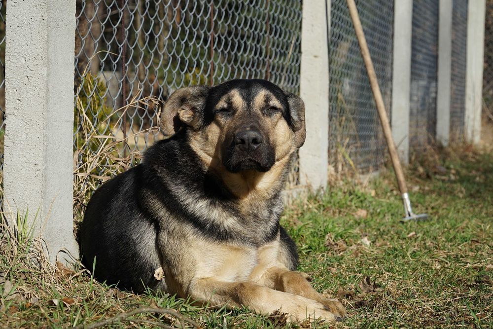 Alert - pies szuka domu