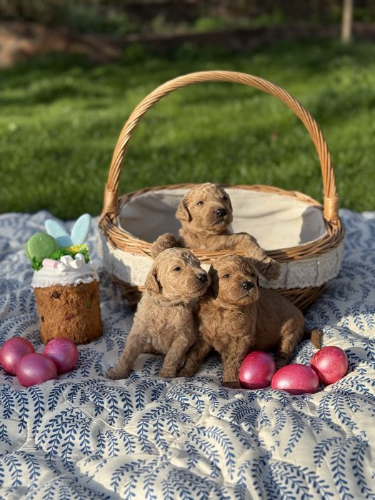 Зіркові цуценята лабрадудля