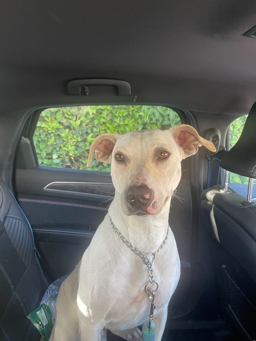 Adoção responsável