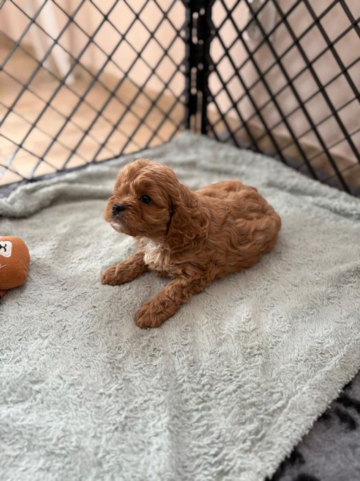 ***Cavapoo śliczny piesek***