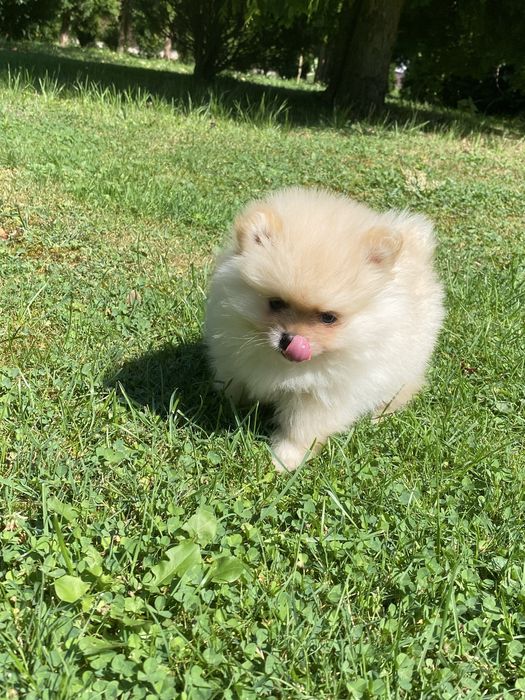 Szpic miniaturowy pomeranian