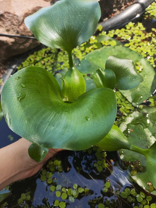 Водні плаваючі  рослини Сальвінія та гіацинт для акваріума та ставка