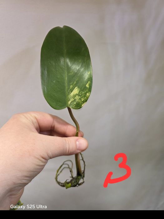 Philodendron emerald queen