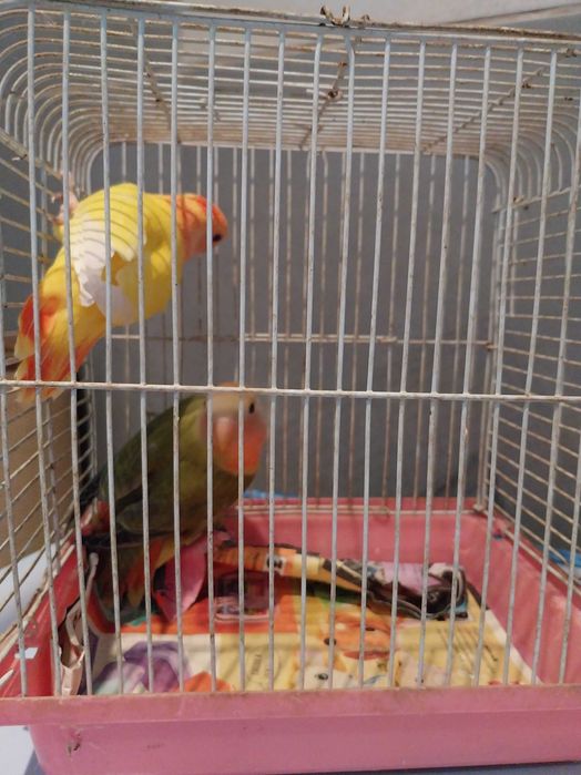 Papugi nierozłaczki czerwonoczelne