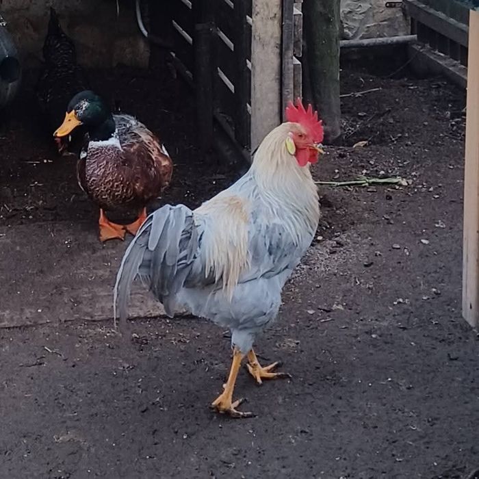 Ovos Galados Raça Leghorn Isabella