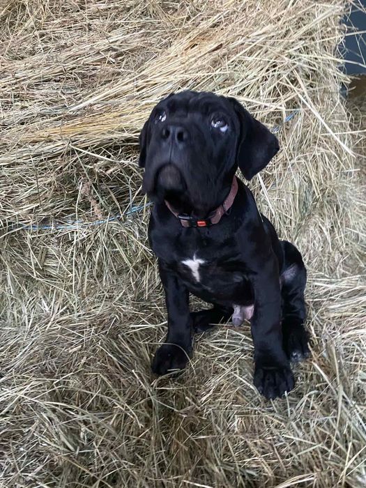 Хлопчики Кане Корсо