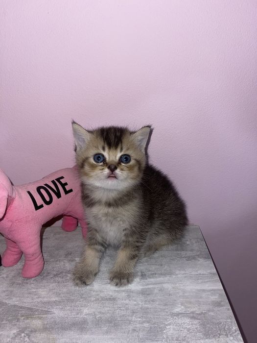 Золота шиншила