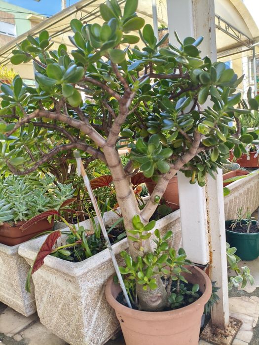 Planta jade com cerca de 50 cm