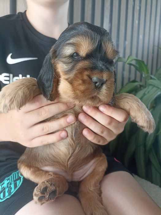 Cocker spaniele do odbioru ok 20.08