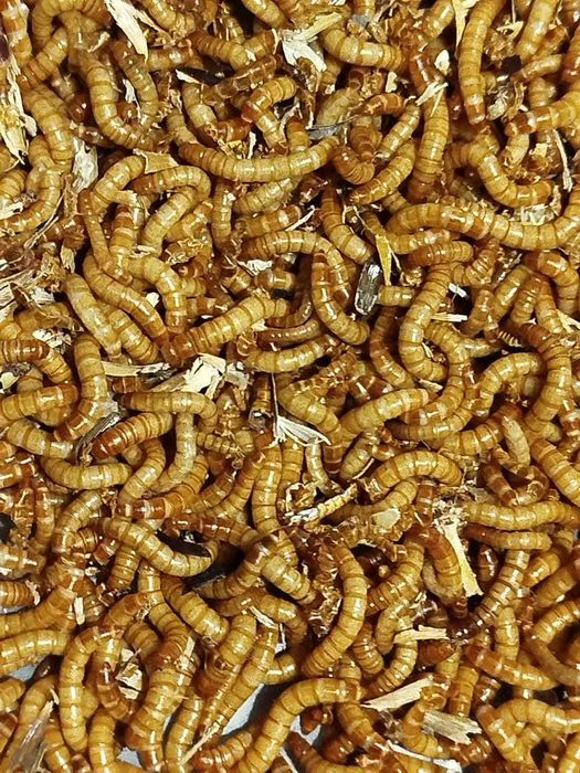 Хрущак борошняний, мучной червь