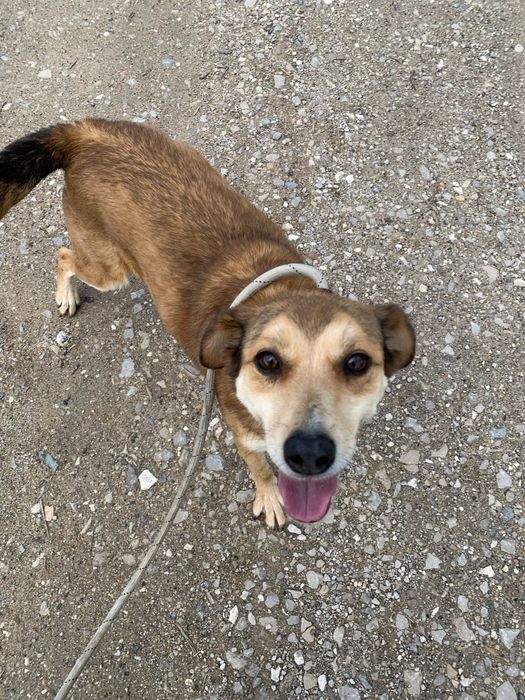 Ivy - cadela média pequeno para adoção