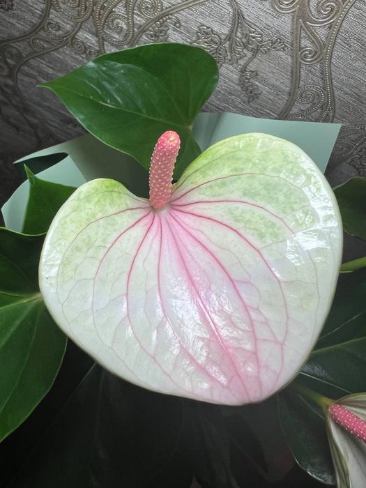 Антуриум  білорожевий
