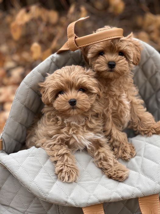 Лучшие подарки это Мальтипу!!!