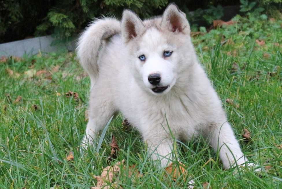 Siberian husky best sale olx