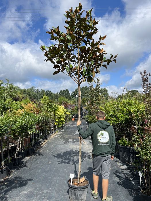 Magnolia Grandiflora na pniu 200 cm