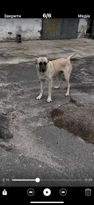 Продам Кангал дівчинка