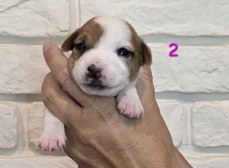 Jack Russell Terrier  – wyjątkowa suczka z domowej hodowli Happy Jack