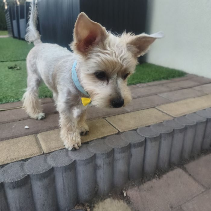 Yorkshire terrier Golddus ( Złoty pył )